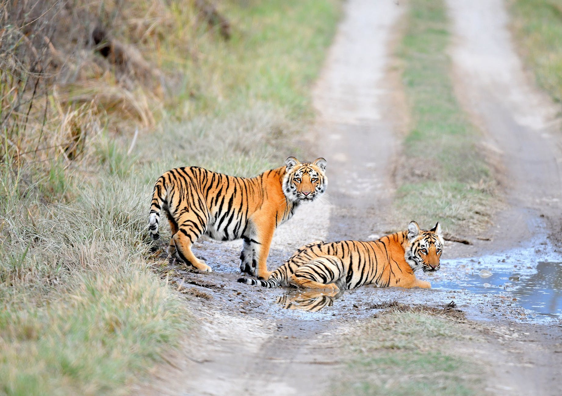 tiger lying on puddle of water